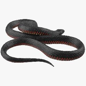 Desert Black King Snake Rigged for Cinema 4D 3D model